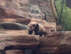 Taman Safari Perkenalkan Rio, Anak Giant Panda Pertama yang Lahir di Indonesia