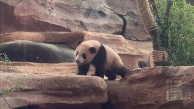 Taman Safari Perkenalkan Rio, Anak Giant Panda Pertama yang Lahir di Indonesia