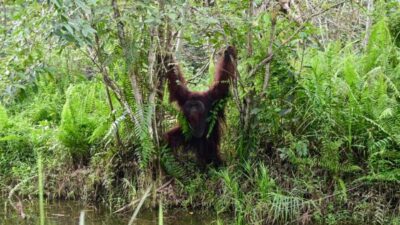 Dulu Lahan Tandus, Kini Jadi Habitat Orangutan: Pemerintah Lindungi 500 Hektare Samboja Lestari
