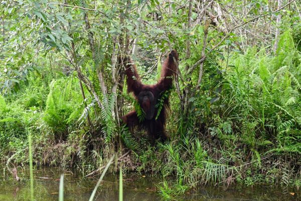 Dulu Lahan Tandus, Kini Jadi Habitat Orangutan: Pemerintah Lindungi 500 Hektare Samboja Lestari